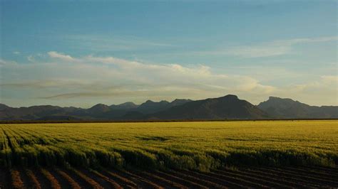  The Guardian of the Rice Paddy: A Visionary Journey Through Gilroy's Precolonial Masterpiece